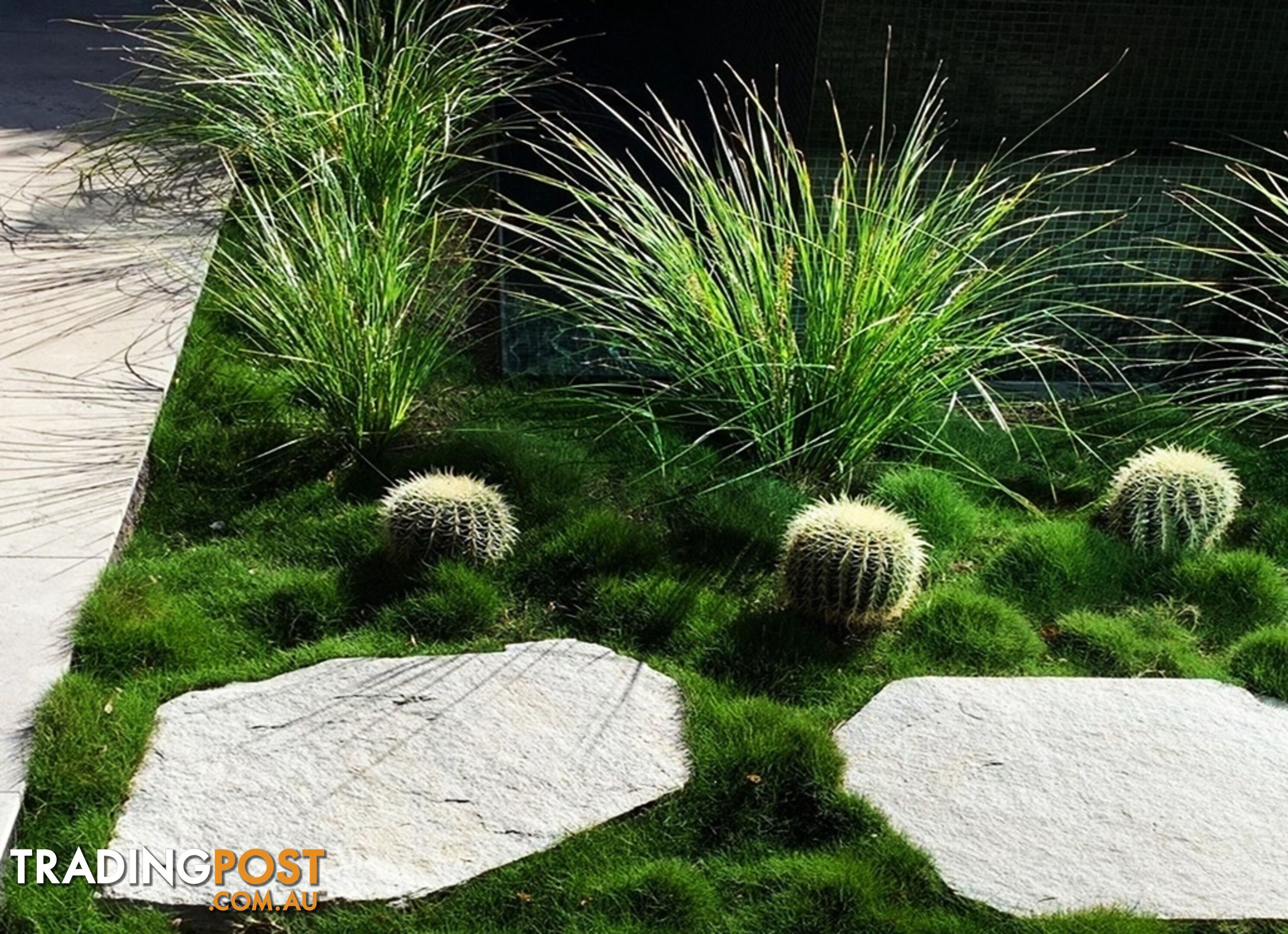 6 x Trays Zoysia Tenuifolia (350mm x 295mm) $205.00 (QLD Only) - Free Post