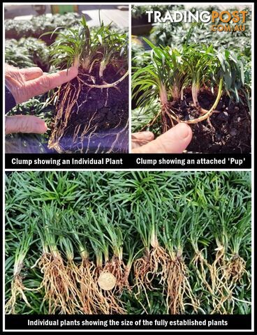 7 Clumps of Dwarf or Mini Mondo Grass (105+ Plants) Free Express Postage