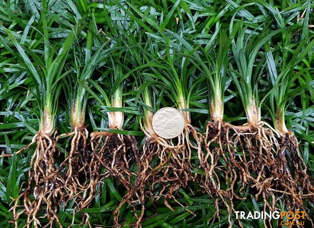 100 x Dwarf Mondo Grass $90.00 Free Express Postage Australia-Wide