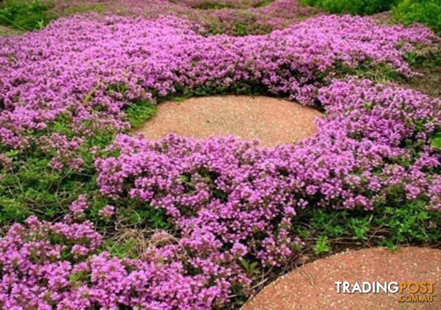 Thyme Magic Carpet Trays - Includes Free Express Postage $45.00