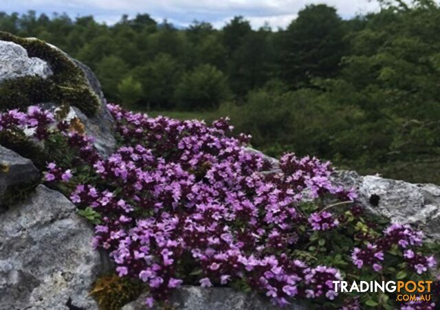 Thyme Magic Carpet Trays - Includes Free Express Postage $45.00