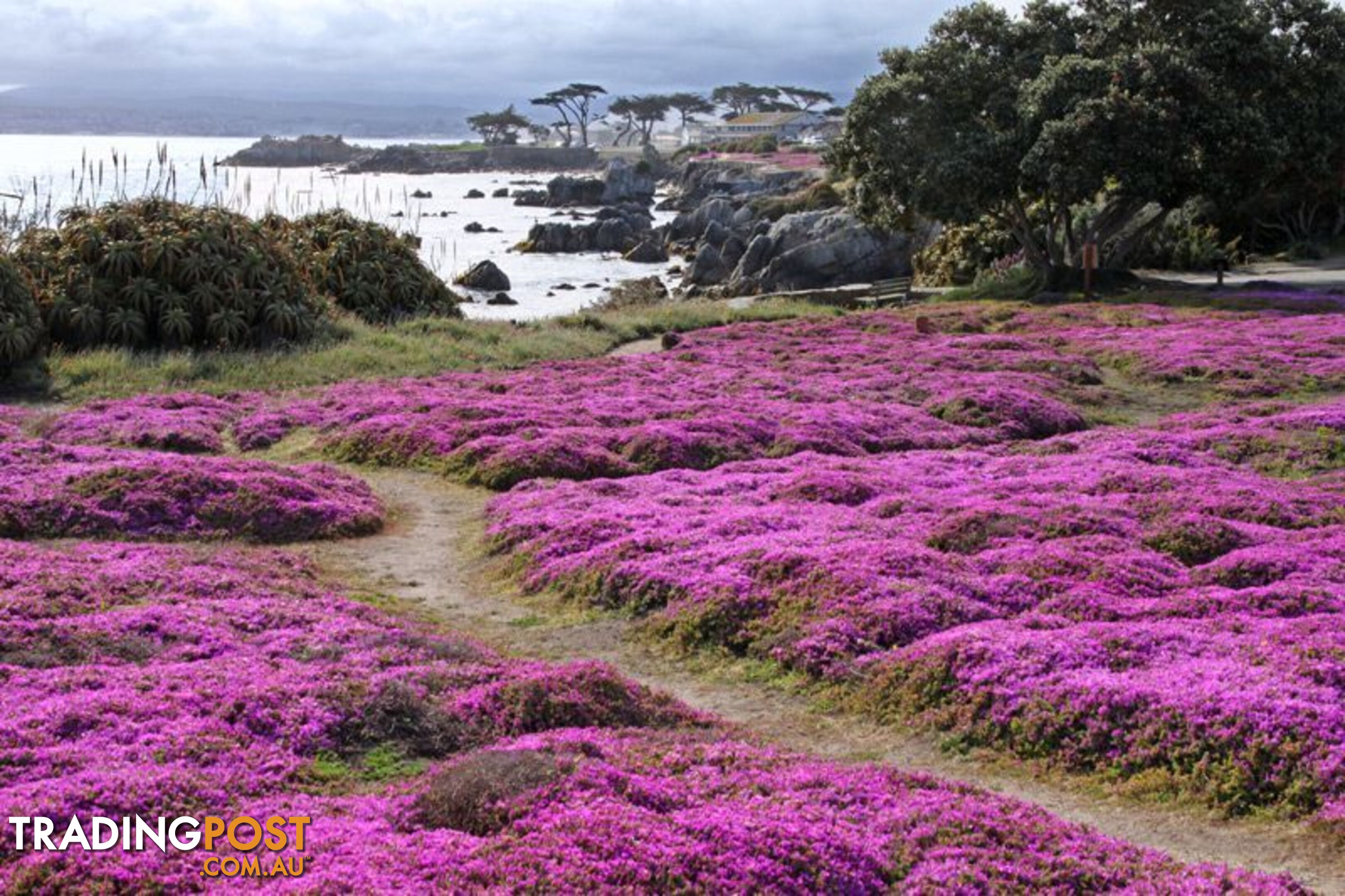 Thyme Magic Carpet Trays - Includes Free Express Postage $45.00