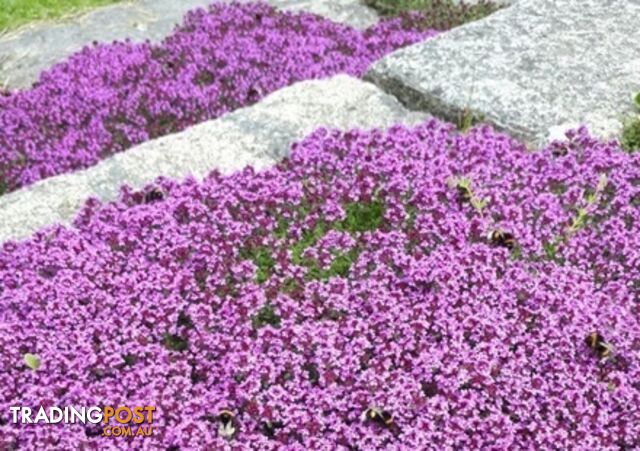 Thyme Magic Carpet Trays - Includes Free Express Postage $45.00