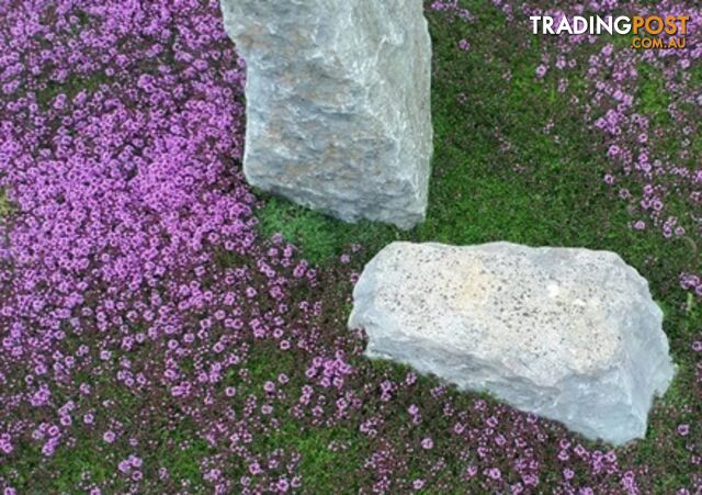 Thyme Magic Carpet Trays - Includes Free Express Postage $45.00