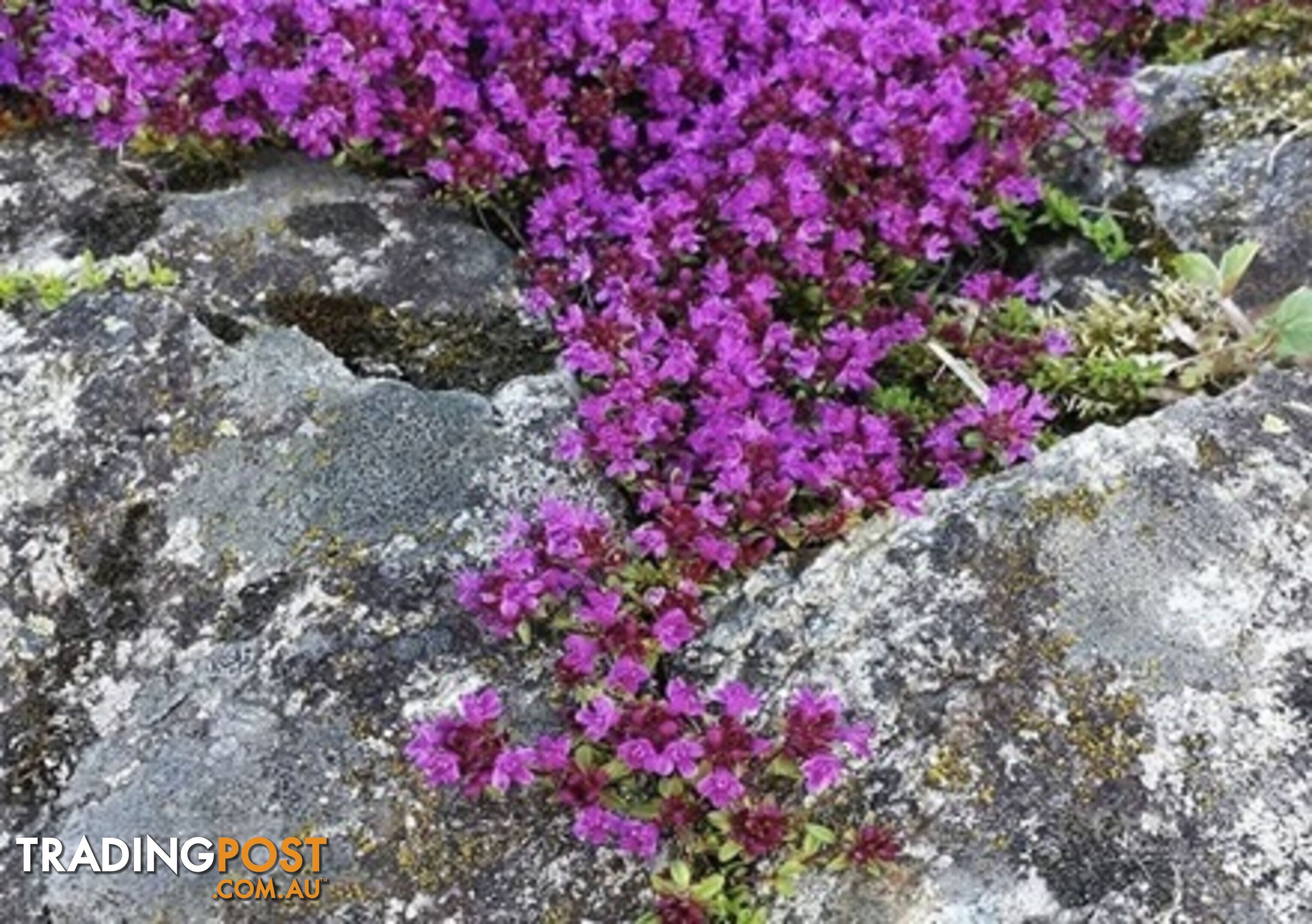 Thyme Magic Carpet Trays - Includes Free Express Postage $45.00