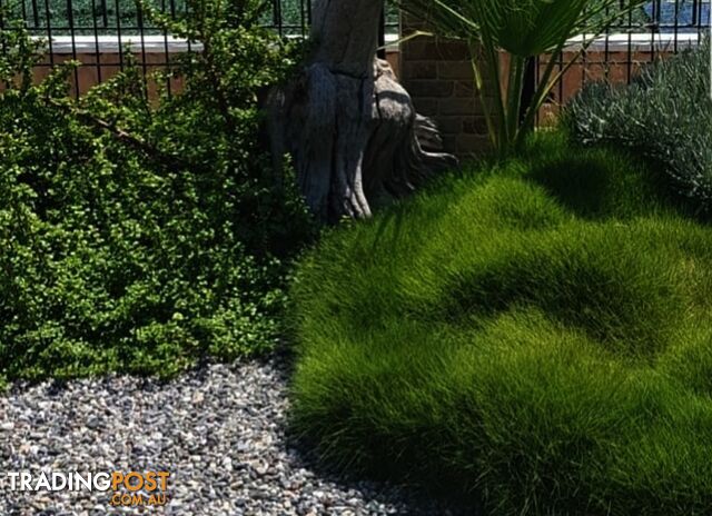 Korean No Mow Grass (Zoysia tenuifolia) 10 x 100mm Pots $70.00 Free Post
