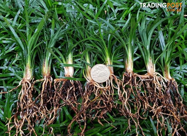100 Mini or Dwarf Mondo Grass $90.00 Free Express Delivery
