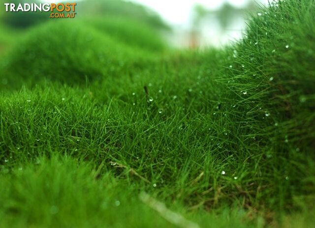 Korean No Mow Grass (Zoysia tenuifolia) 10 x 100mm Pots $70.00 Free Post