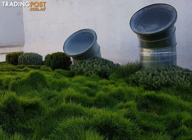 Korean No Mow Grass (Zoysia tenuifolia) 10 x 100mm Pots $70.00 Free Post