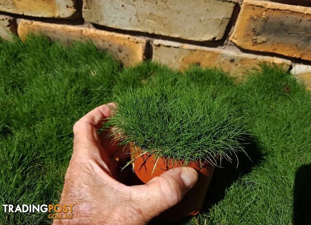 Korean No Mow Grass (Zoysia tenuifolia) 10 x 100mm Pots $70.00 Free Post