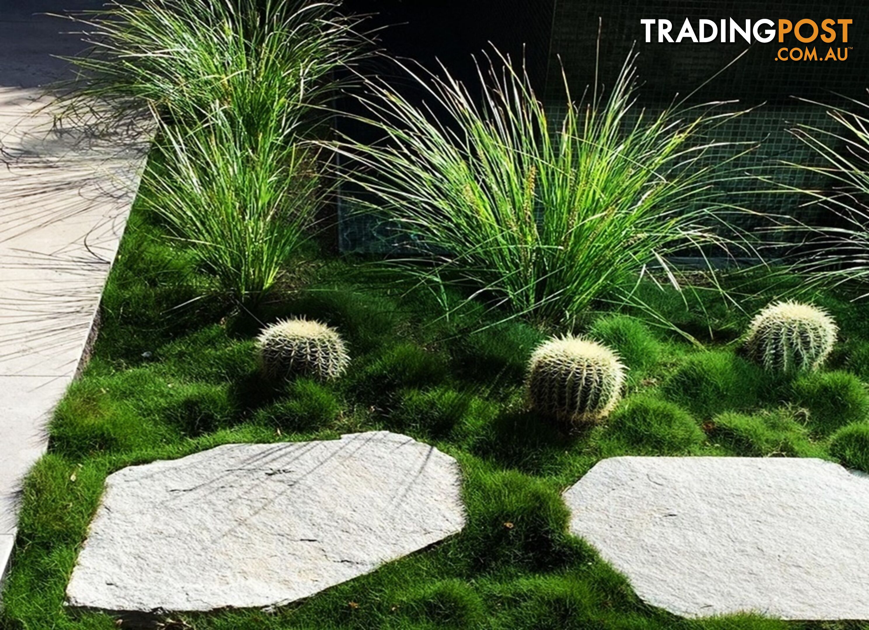 Korean No Mow Grass (Zoysia tenuifolia) 10 x 100mm Pots $70.00 Free Post