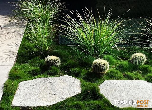 Korean No Mow Grass (Zoysia tenuifolia) 10 x 100mm Pots $70.00 Free Post