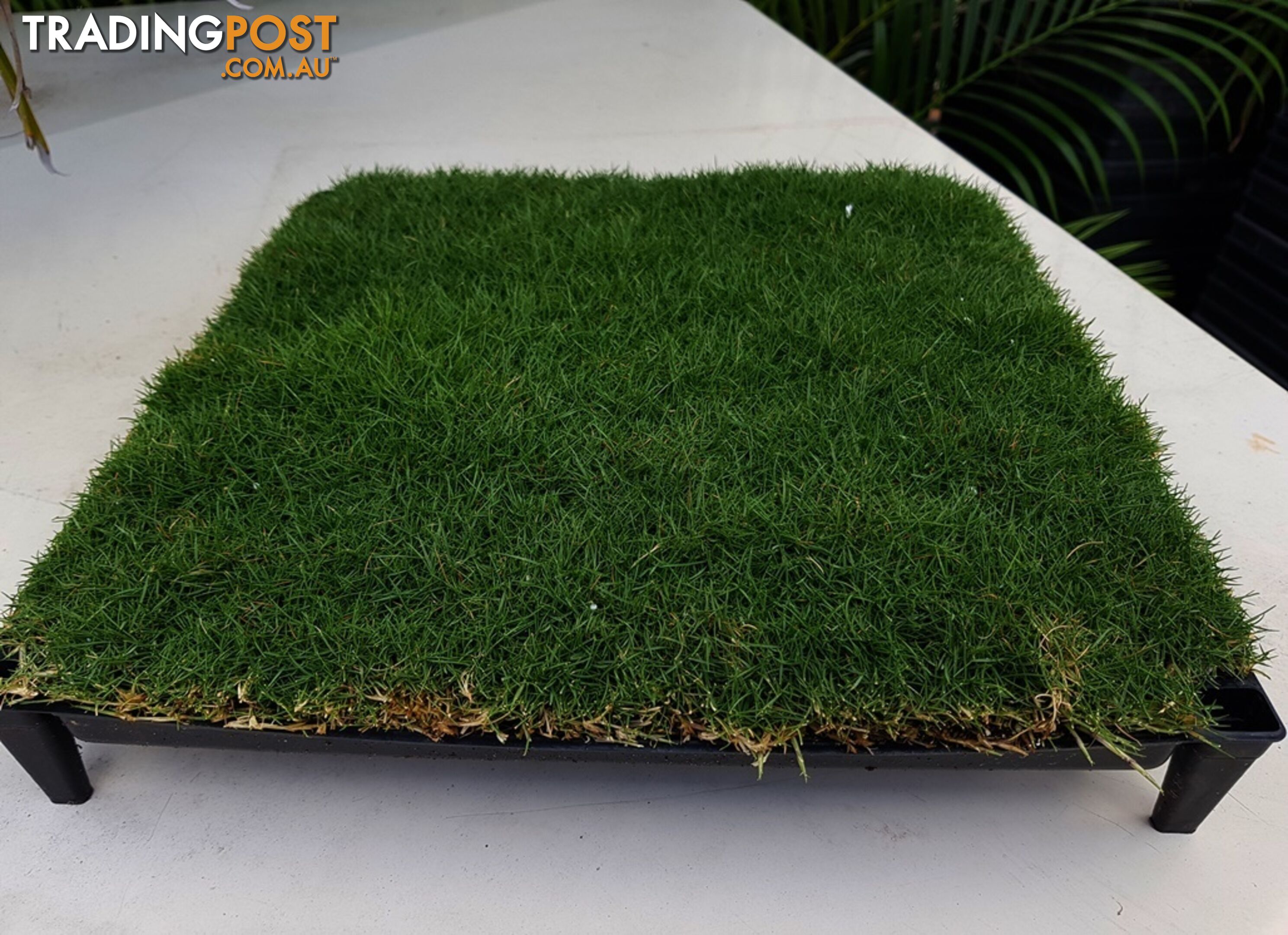 Trays of Zoysia Tenuifolia $49.00 Free Courier Tracked Delivery.