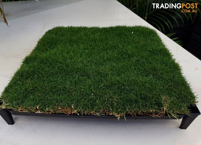 Trays of Zoysia Tenuifolia $49.00 Free Courier Tracked Delivery.