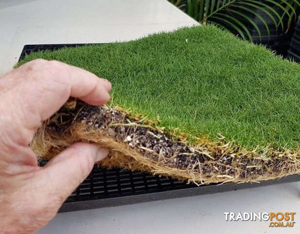 Trays of Zoysia Tenuifolia $49.00 Free Courier Tracked Delivery.