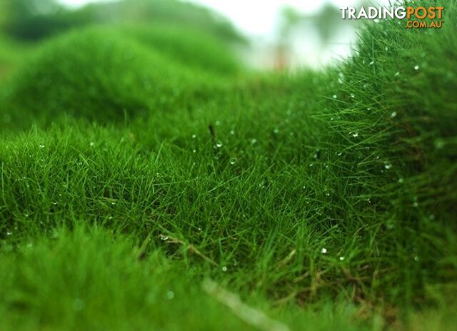 Trays of Zoysia Tenuifolia $49.00 Free Courier Tracked Delivery.