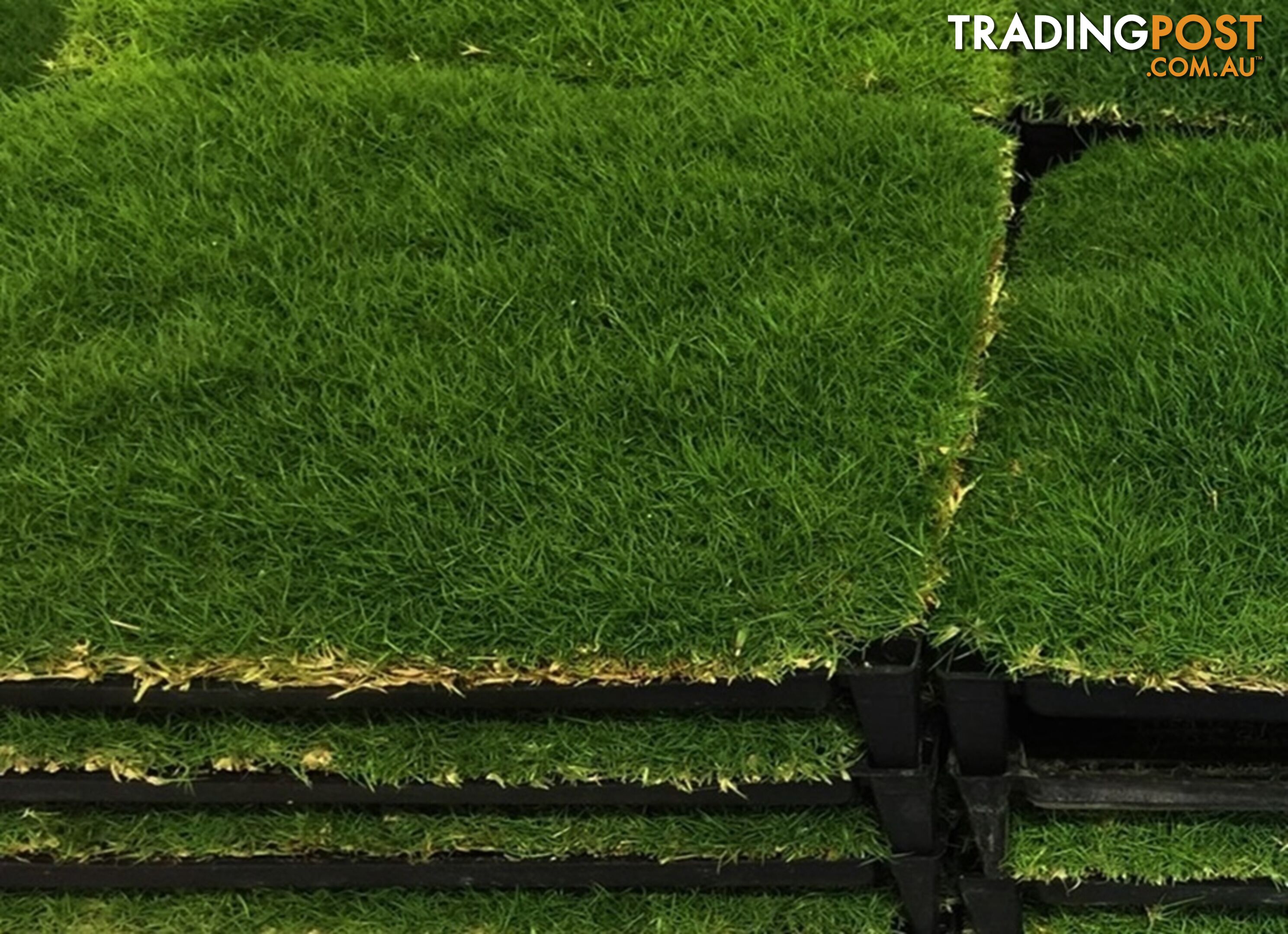 Trays of Zoysia Tenuifolia $49.00 Free Courier Tracked Delivery.