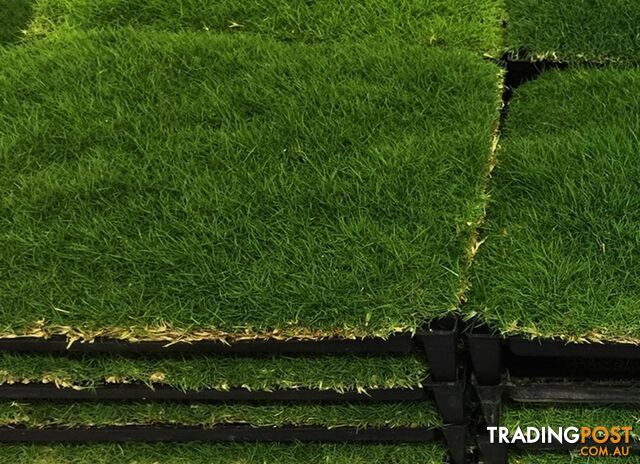 Trays of Zoysia Tenuifolia $49.00 Free Courier Tracked Delivery.