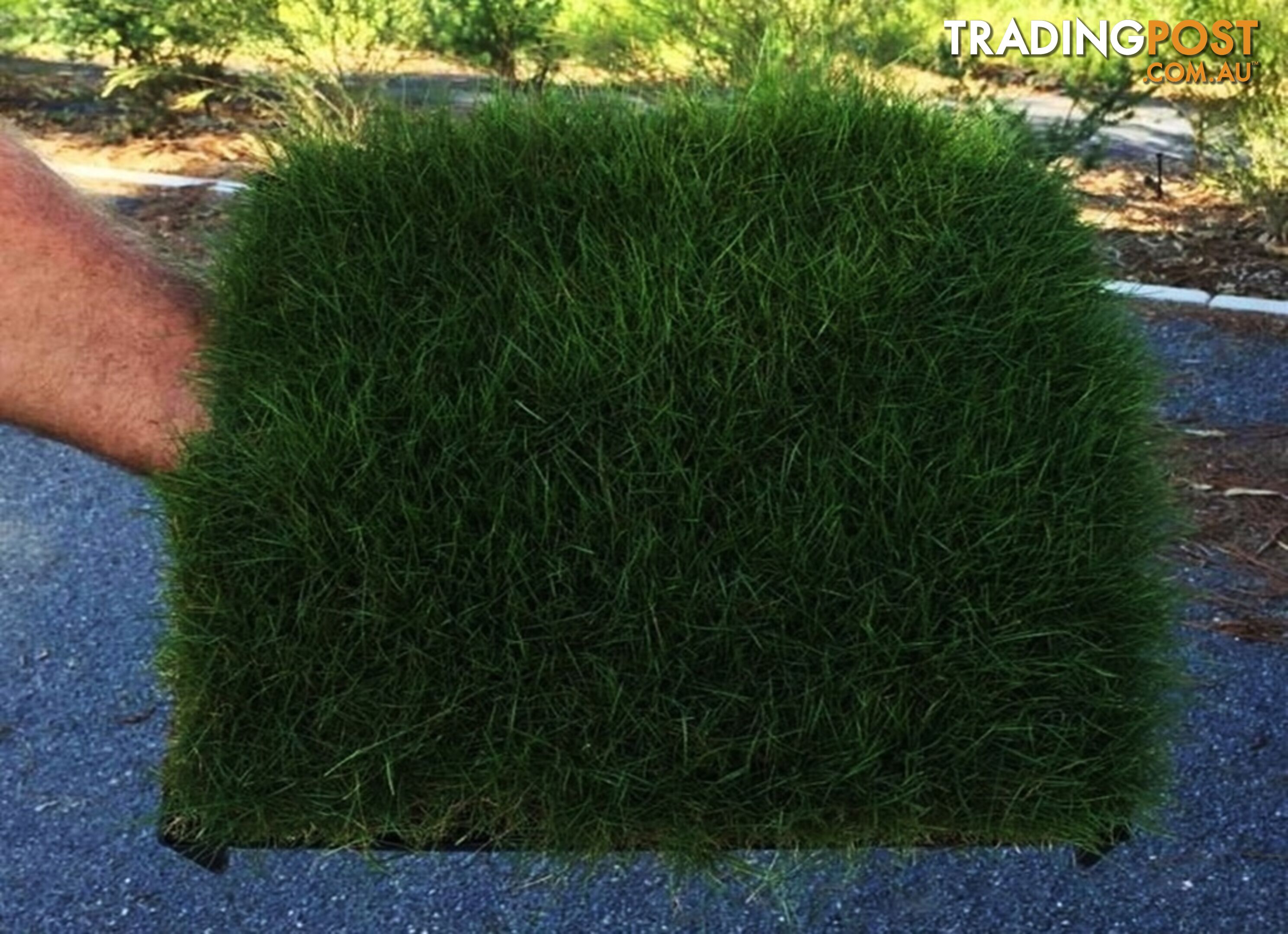 Trays of Zoysia Tenuifolia $49.00 Free Courier Tracked Delivery.