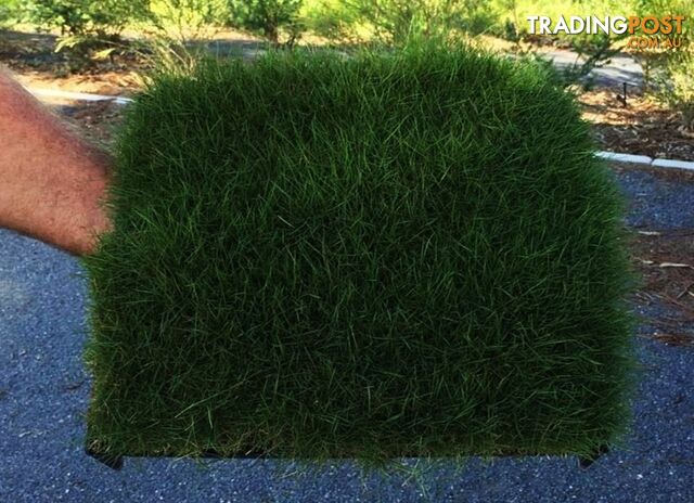 Trays of Zoysia Tenuifolia $49.00 Free Courier Tracked Delivery.