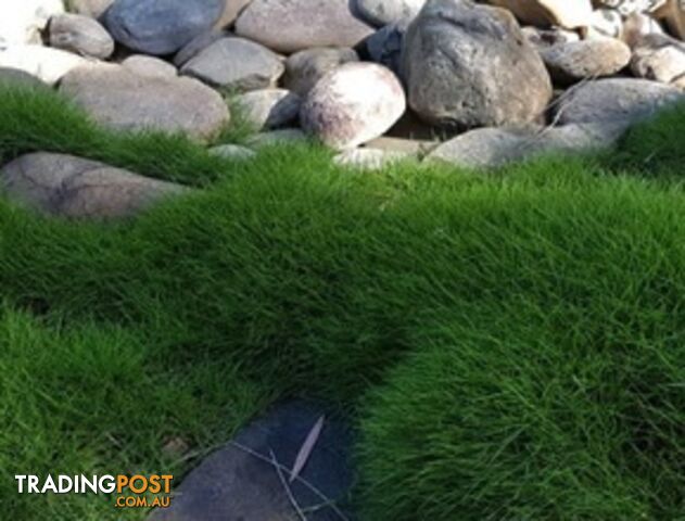 10 x 100mm Pots Zoysia Tenuifolia $89.00 (QLD Only) - Free Express Post