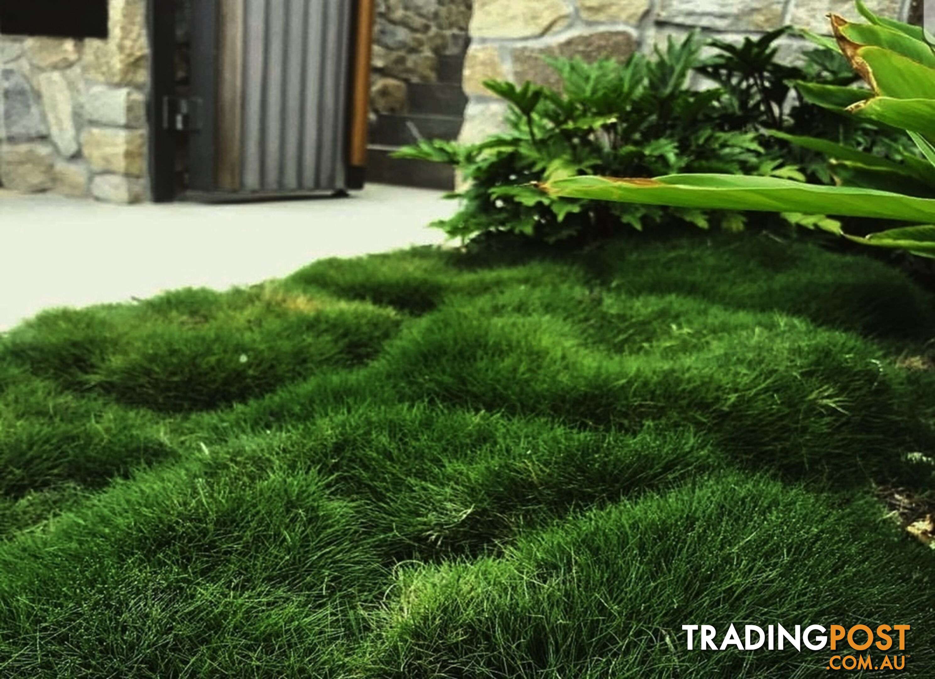 10 x 100mm Pots Zoysia Tenuifolia $89.00 (QLD Only) - Free Express Post