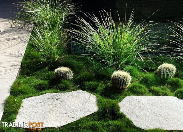 10 x 100mm Pots Zoysia Tenuifolia $89.00 (QLD Only) - Free Express Post