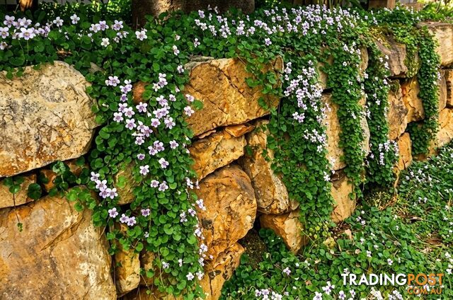 5 x Trays of Native Violet (Viola hederacea) - Free Courier Delivery