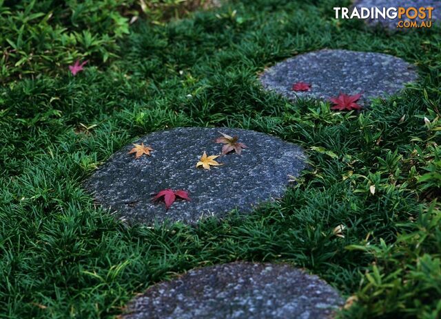 "Petting Grass" Special -  10 x 100mm pots - $70.00 including delivery