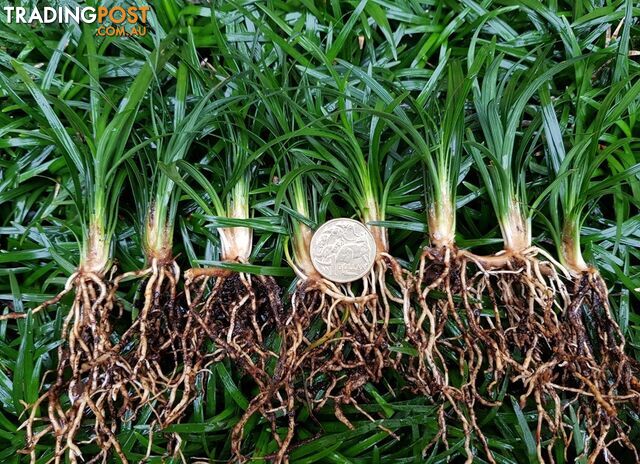 100 Mini or Dwarf Mondo Grass $80.00 Free Express Delivery