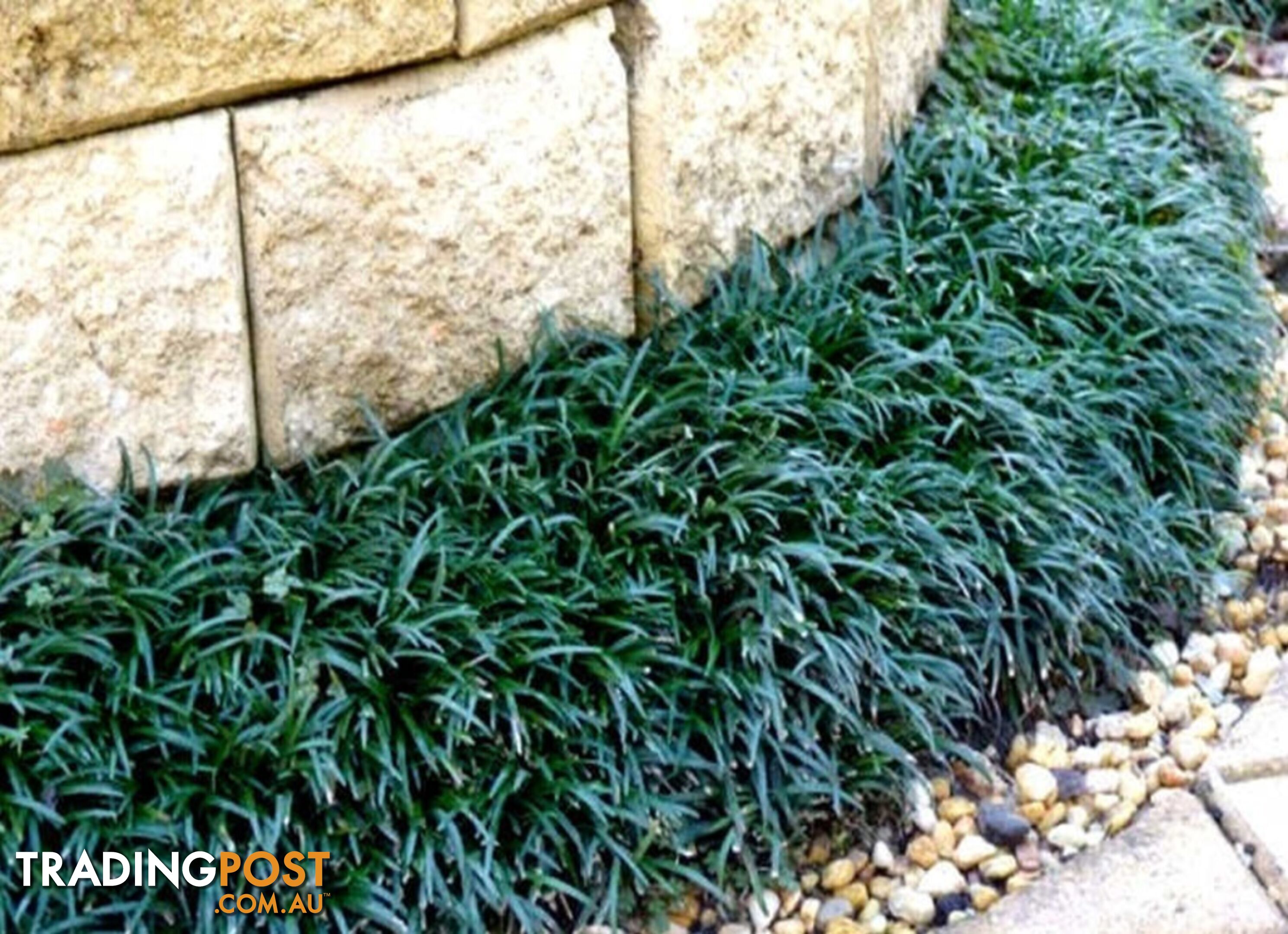 100 Mini or Dwarf Mondo Grass $80.00 Free Express Delivery