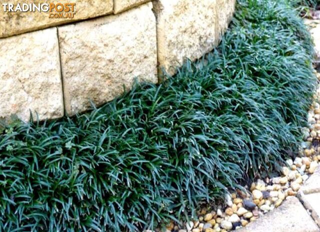 100 Mini or Dwarf Mondo Grass $80.00 Free Express Delivery