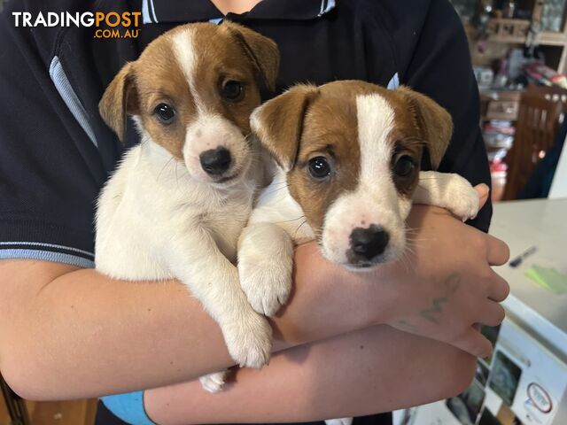 Purebred Jack Russell puppies