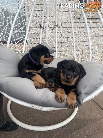 Rottweiler puppies pure breed 8 weeks old