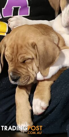 Mastiff cross puppy for sale