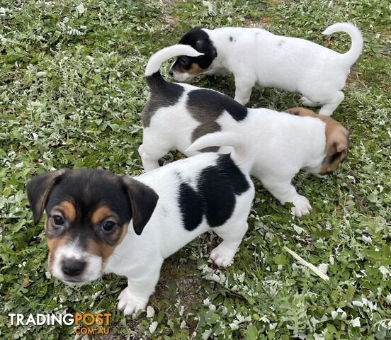 Purebred Jack Russell Pups