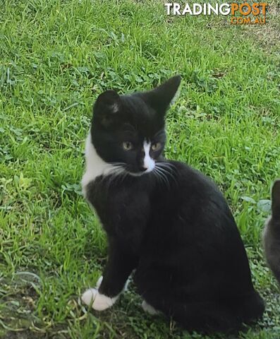 2 kittens and one eight months old cat