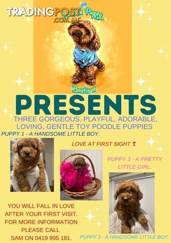 Toy Poodle Puppies