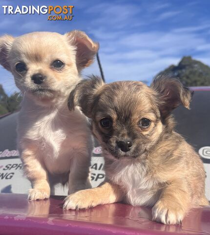 Purebred chihuahuas