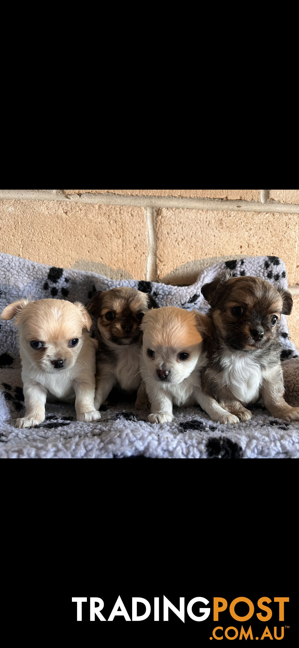 Purebred chihuahuas