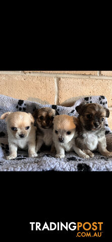 Purebred chihuahuas