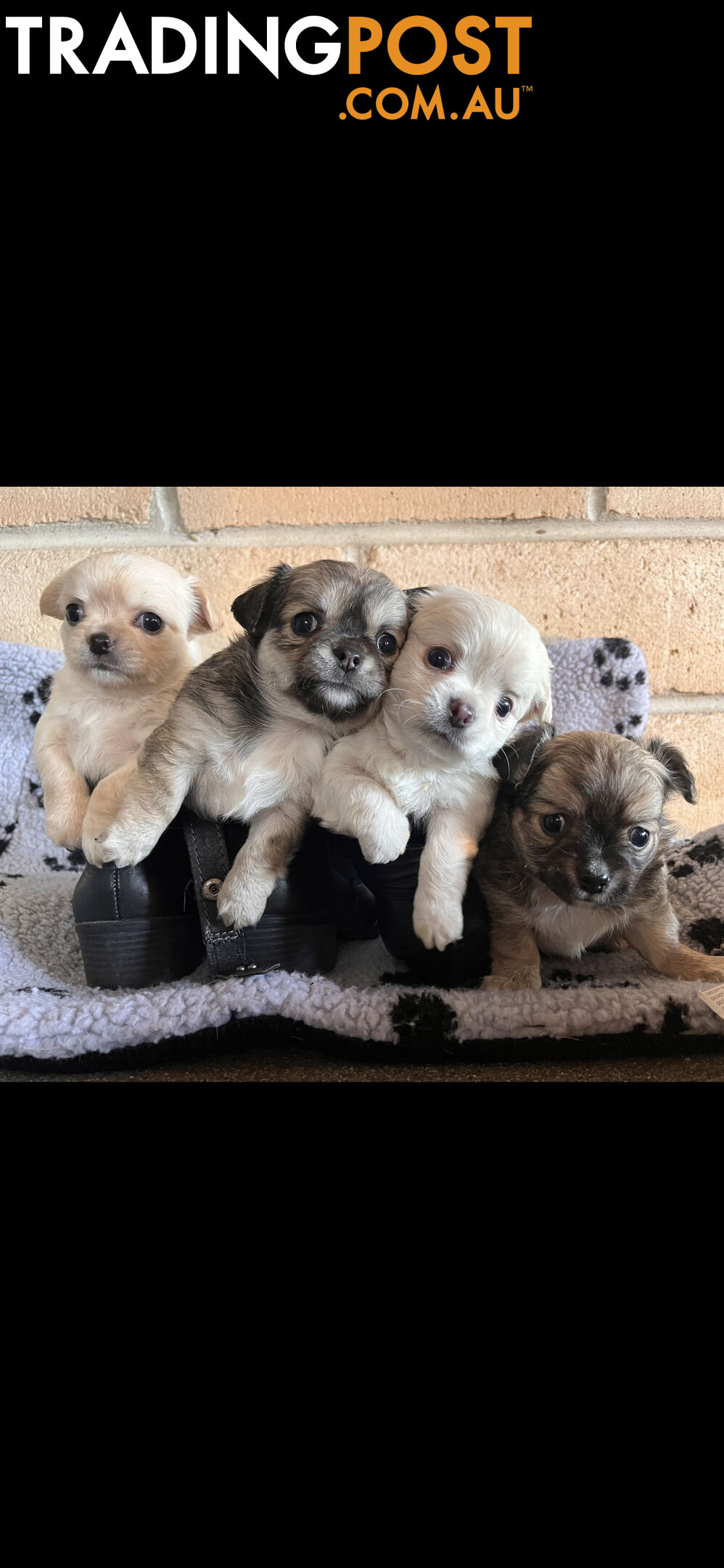 Purebred chihuahuas