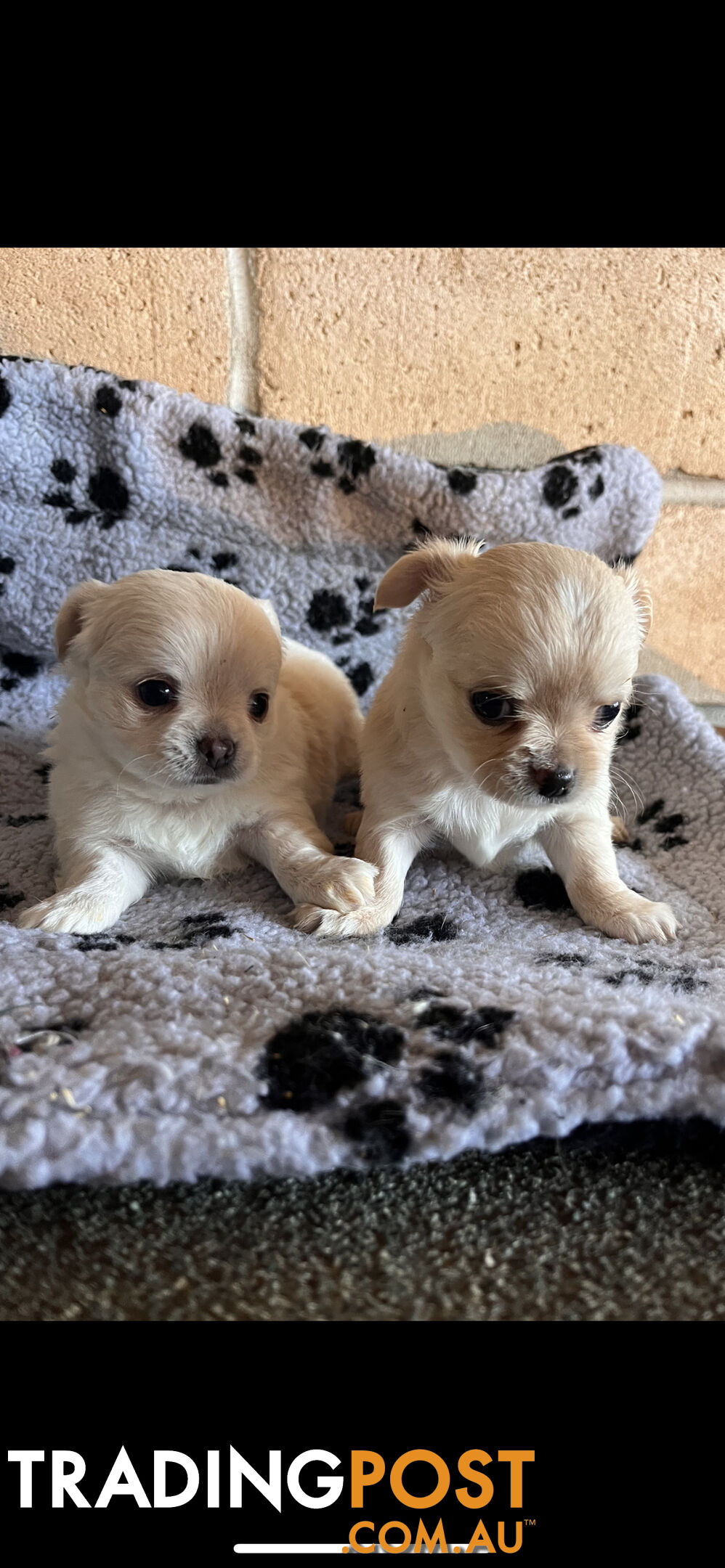 Purebred chihuahuas