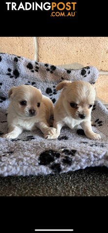 Purebred chihuahuas