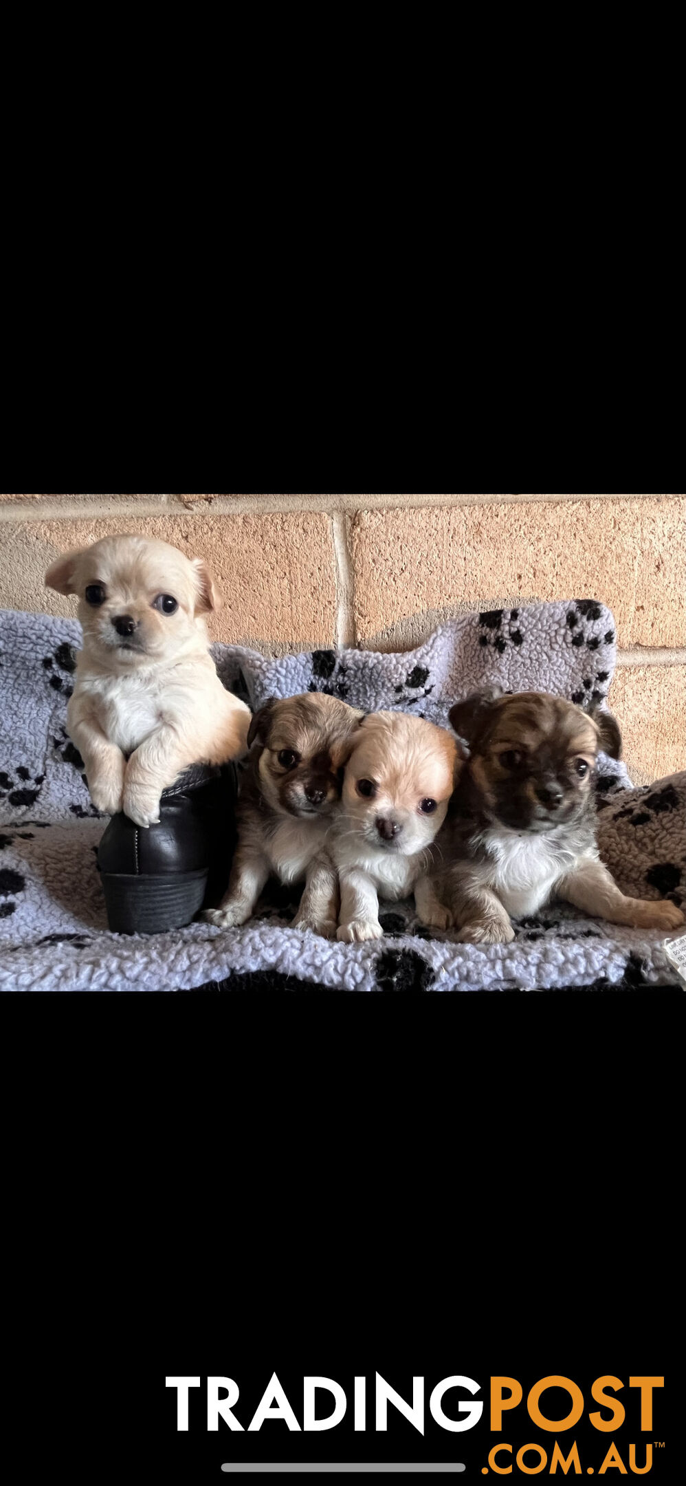 Purebred chihuahuas