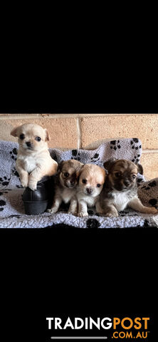 Purebred chihuahuas