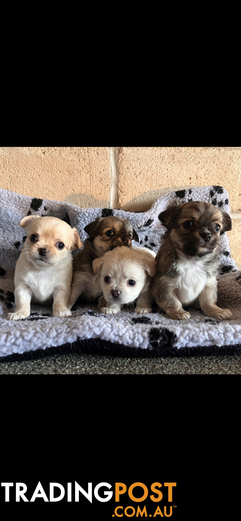 Purebred chihuahuas