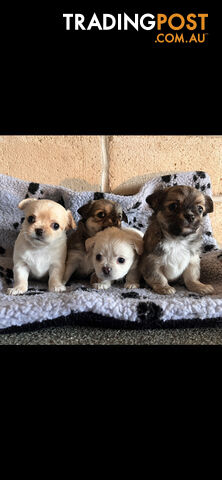 Purebred chihuahuas