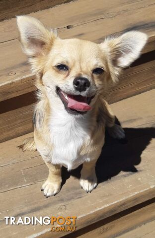 Purebred chihuahua