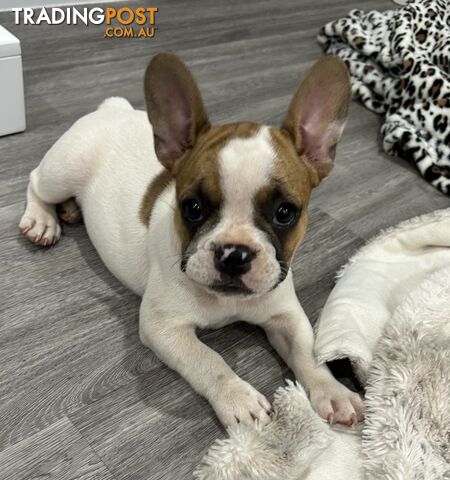 Beautiful  French Bulldog Puppies